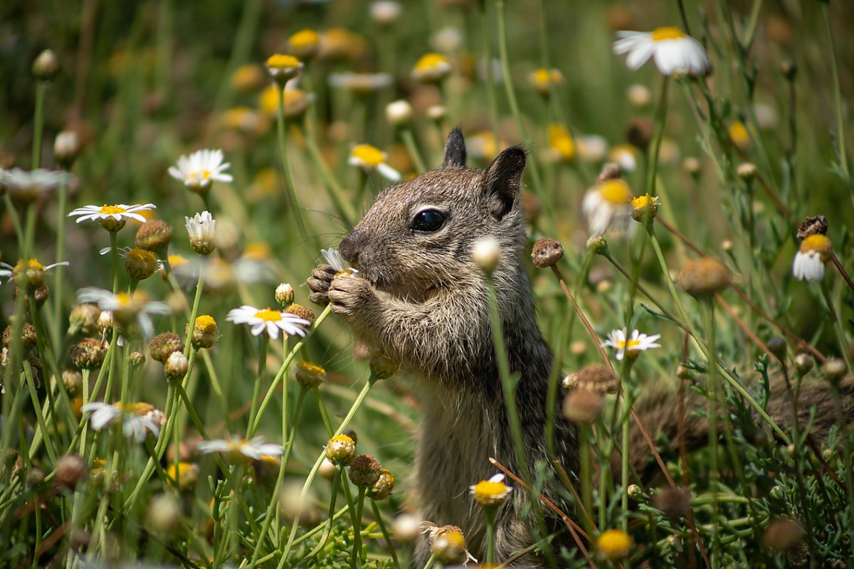 Squirrel eating flowers