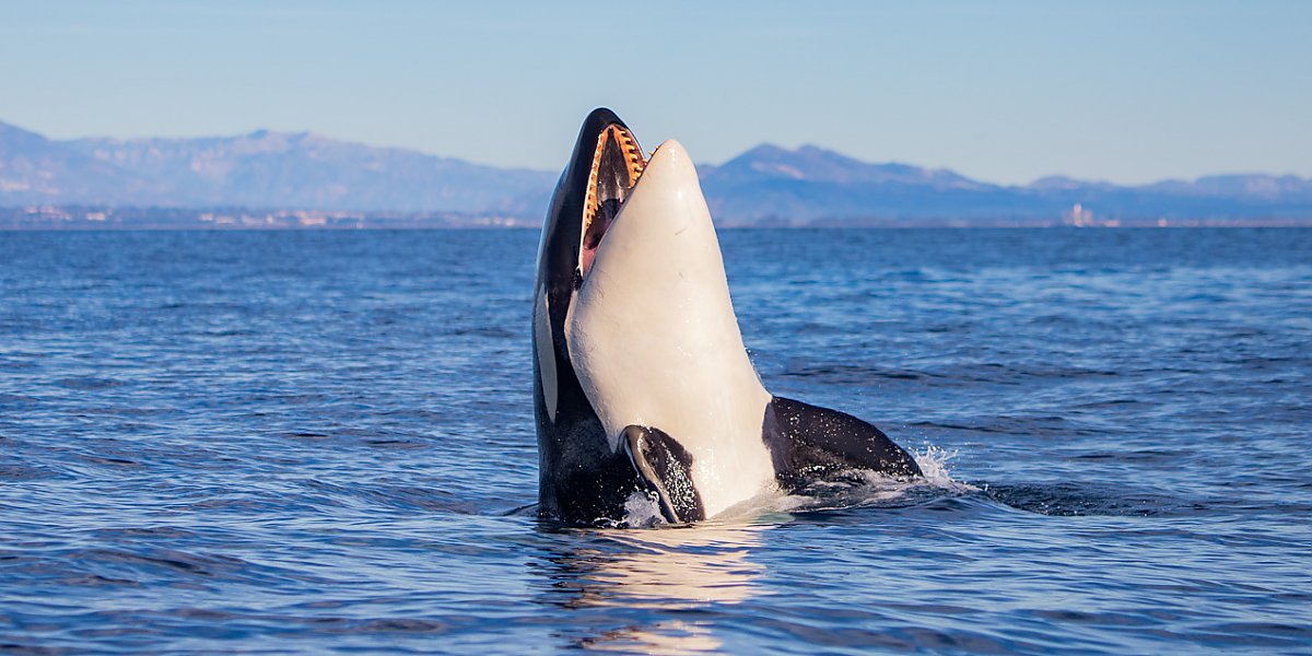 Orca popping up out of the water with mouth open