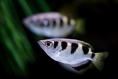 Banded Archerfish Online Learning Center Aquarium Of The Pacific