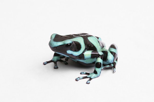 Green and Black poison dart frog