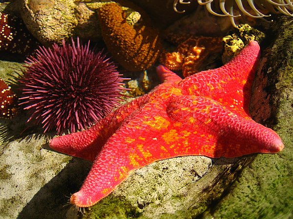 purple urchin and a red and orange bat star in a tide pool