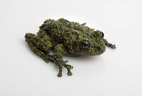 Mossy Frog on White Background