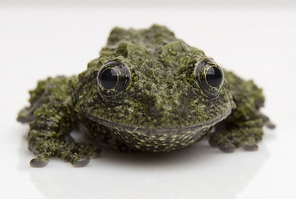 Mossy Frog