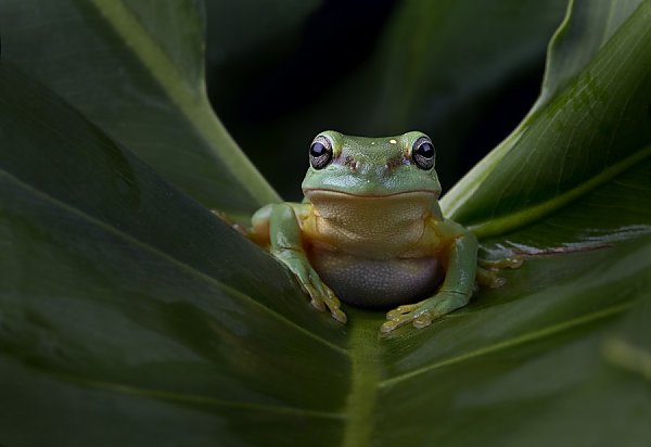 Pacific_Tree_Frog.jpg