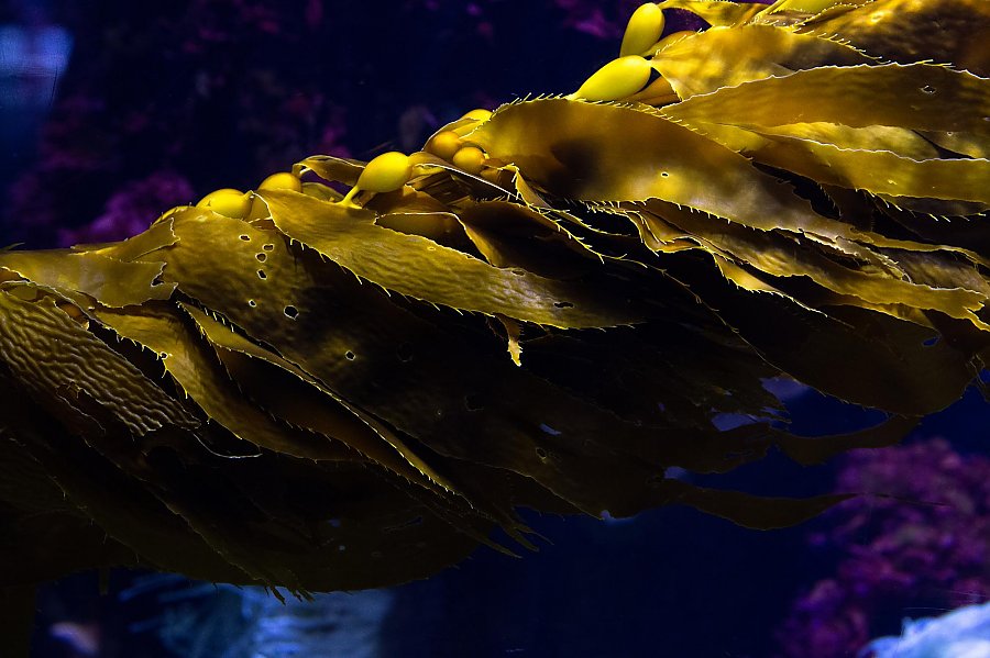 kelp blade