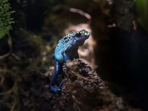 Blue Poison Dart Frog | Online Learning Center | Aquarium of the Pacific