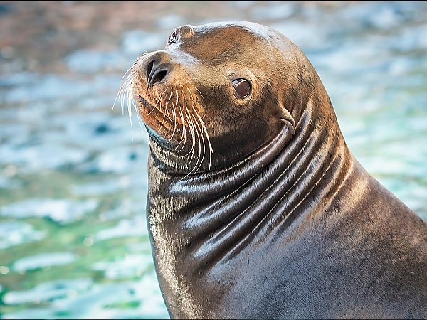 California Sea Lion | Online Learning Center | Aquarium of the Pacific