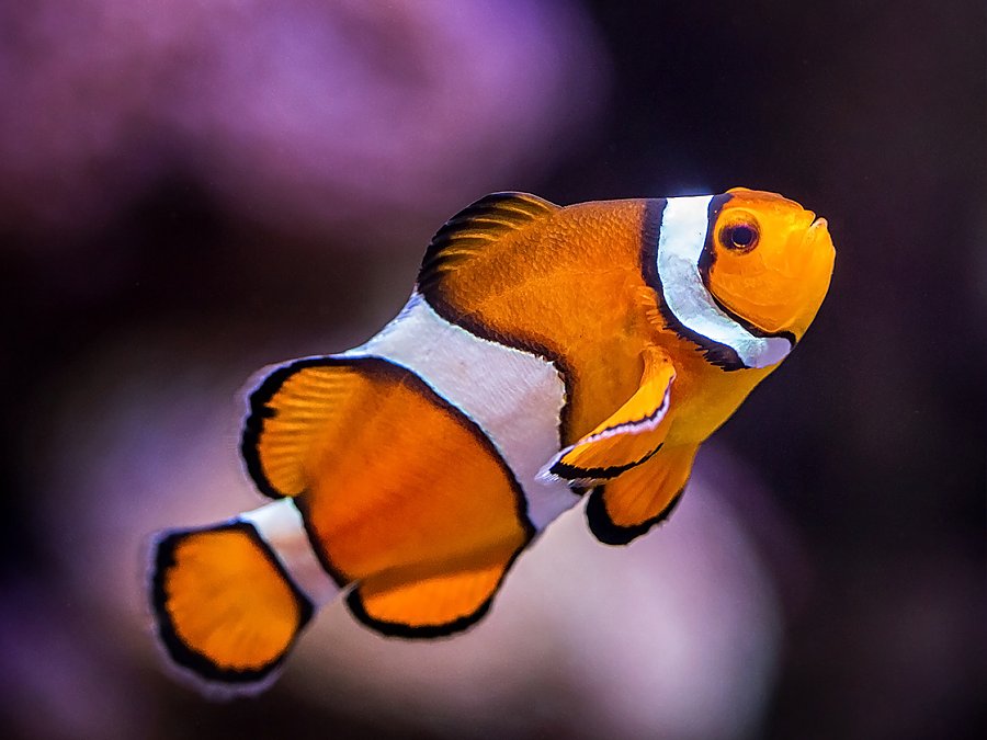 clownfish with purple background