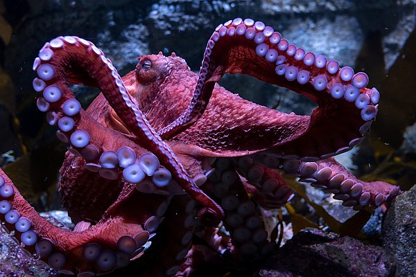 Giant Pacific octopus named Ghost