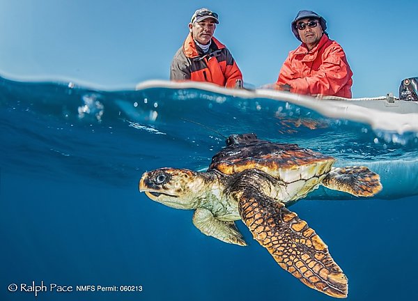 loggerhead turtle released by NOAA Fisheries