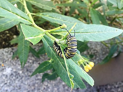 caterpillar on plant - thumbnail