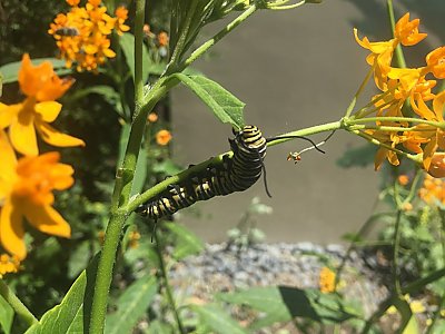 caterpillar on plant