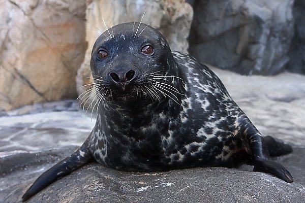 Troy, harbor seal