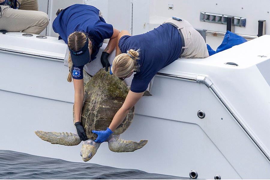 green sea turtle being released into the ocean from the side of a small vessel by two Aquarium of the Pacific staff members