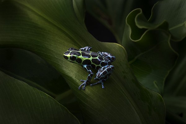 Variable Poison Dart Frog