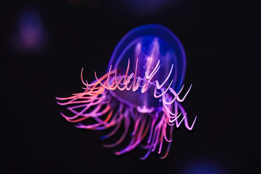 Pink and purple multi tentacled sea jelly