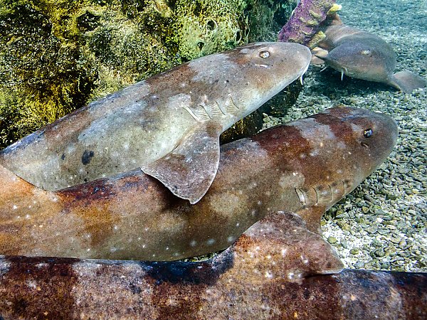 Brown-banded_Bamboo_Shark_1500.jpg