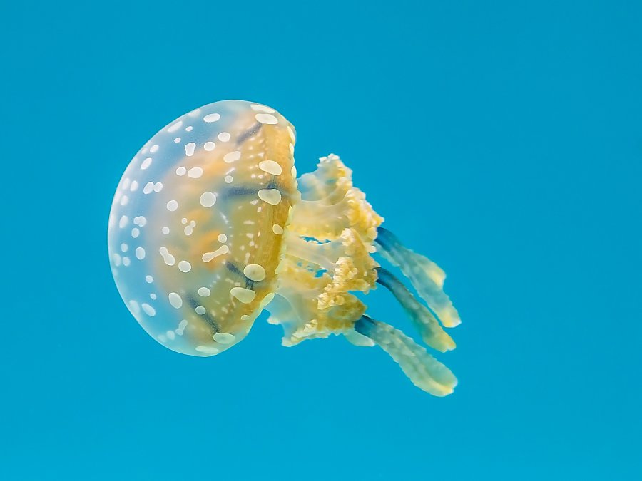 Lagoon_Jelly_Mastigias_papua_1500.jpg