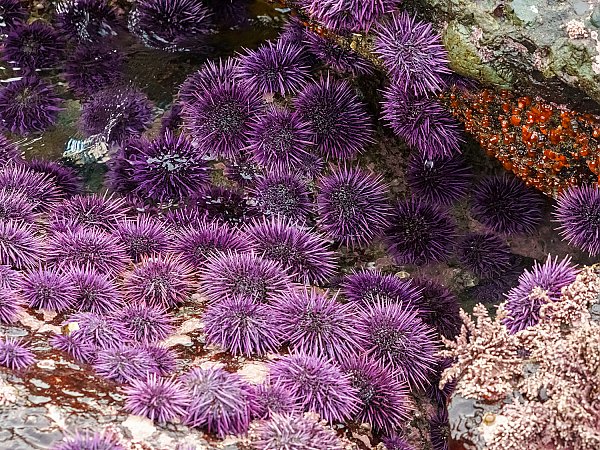 purple_sea_urchin_group_1500.jpg