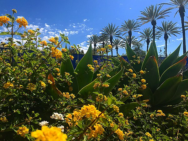 Flowers in the Aquarium garden