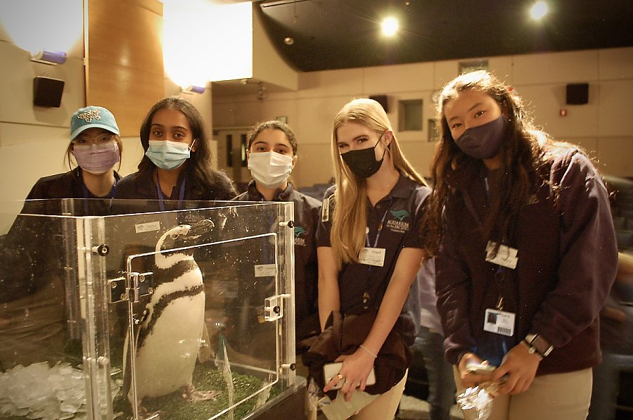 Five masked, uniformed, female, Teen Science Cafe volunteers pose with a Magellanic penguin in a mobile cart with acrylic walls.