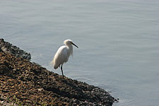 Egret on shore