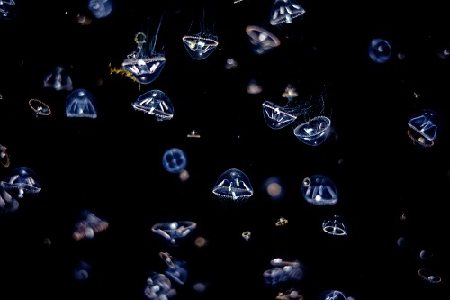 tiny umbrella jellies against black background