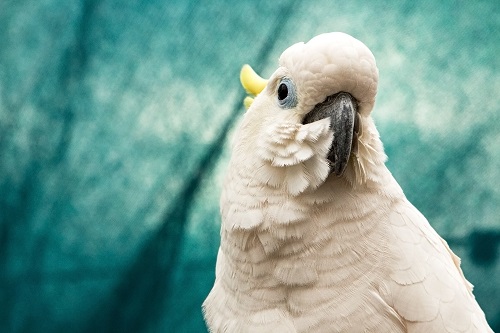 sulfur crested cockactoo against teal background