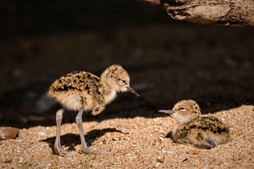 black-necked stilt chicks
