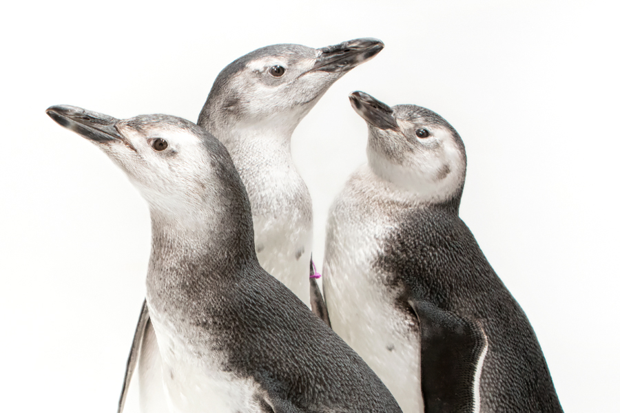 2018 penguin chicks in front of a white background, view from neck up