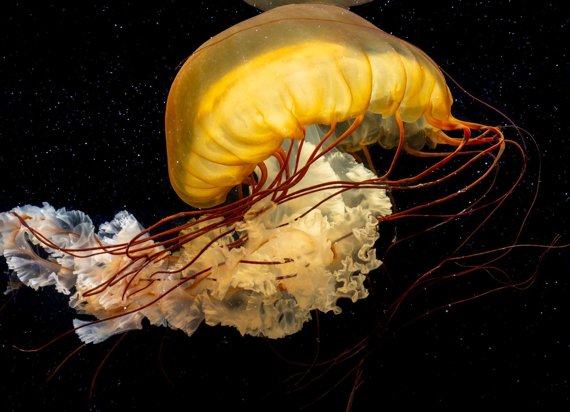 a yellow-orange colored jelly with dark orange tentacles