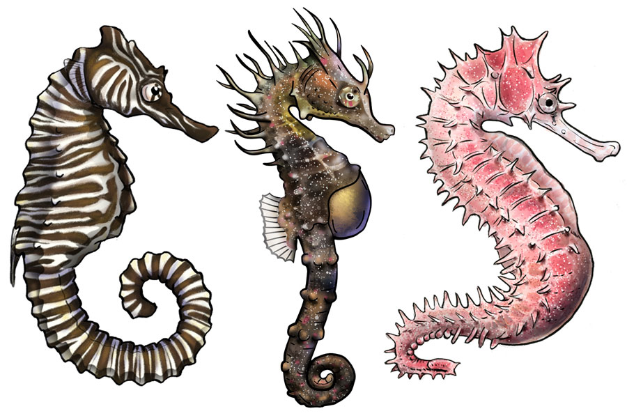 Seahorse and Seadragon Illustrations Now on Display | Aquarium News |  Aquarium of the Pacific