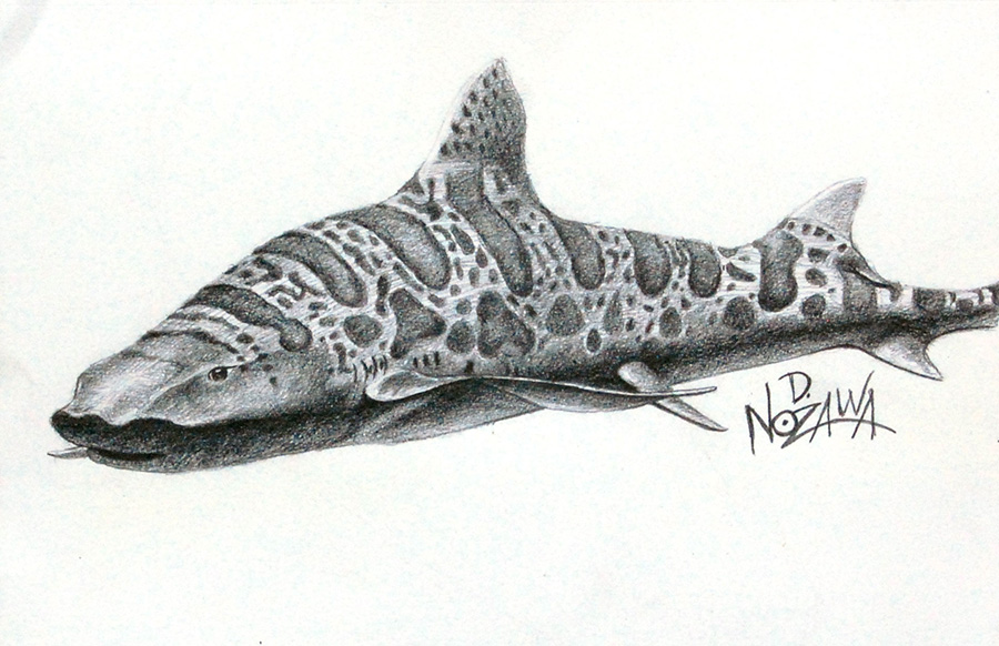 Dennis-Nozawa_Leopard-Shark.jpg