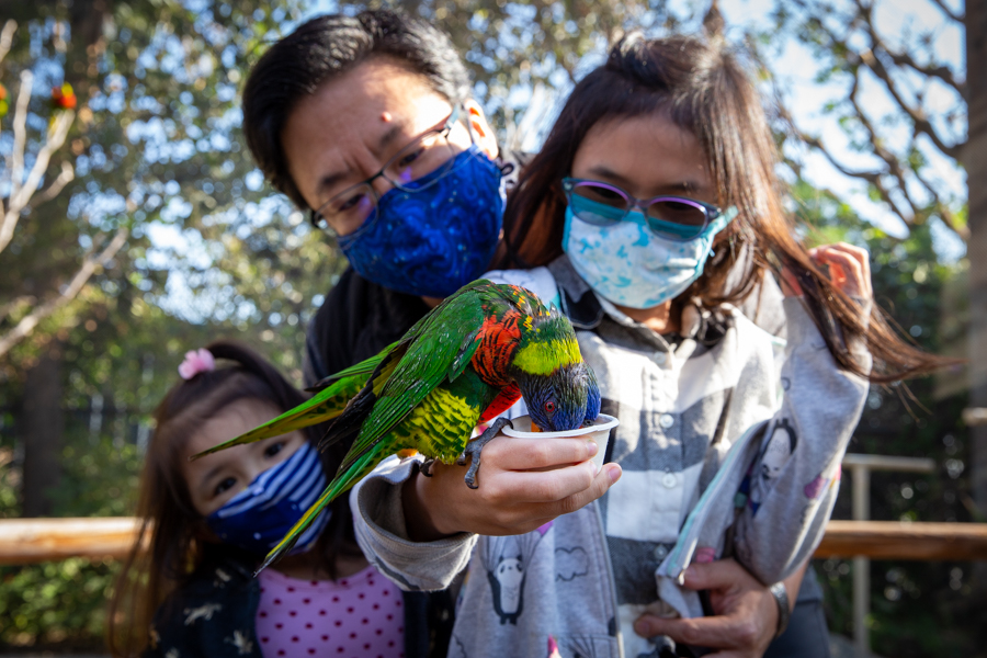 Girl with family feeding lorikeets from cup