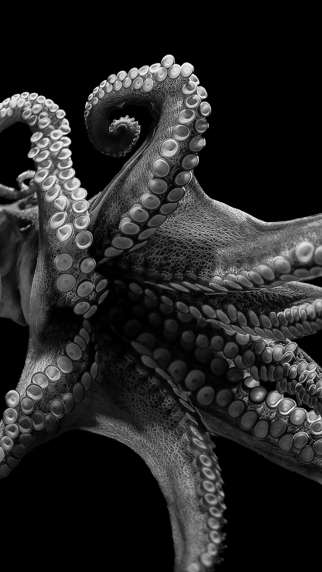 black and white photo of underside of a day octopus
