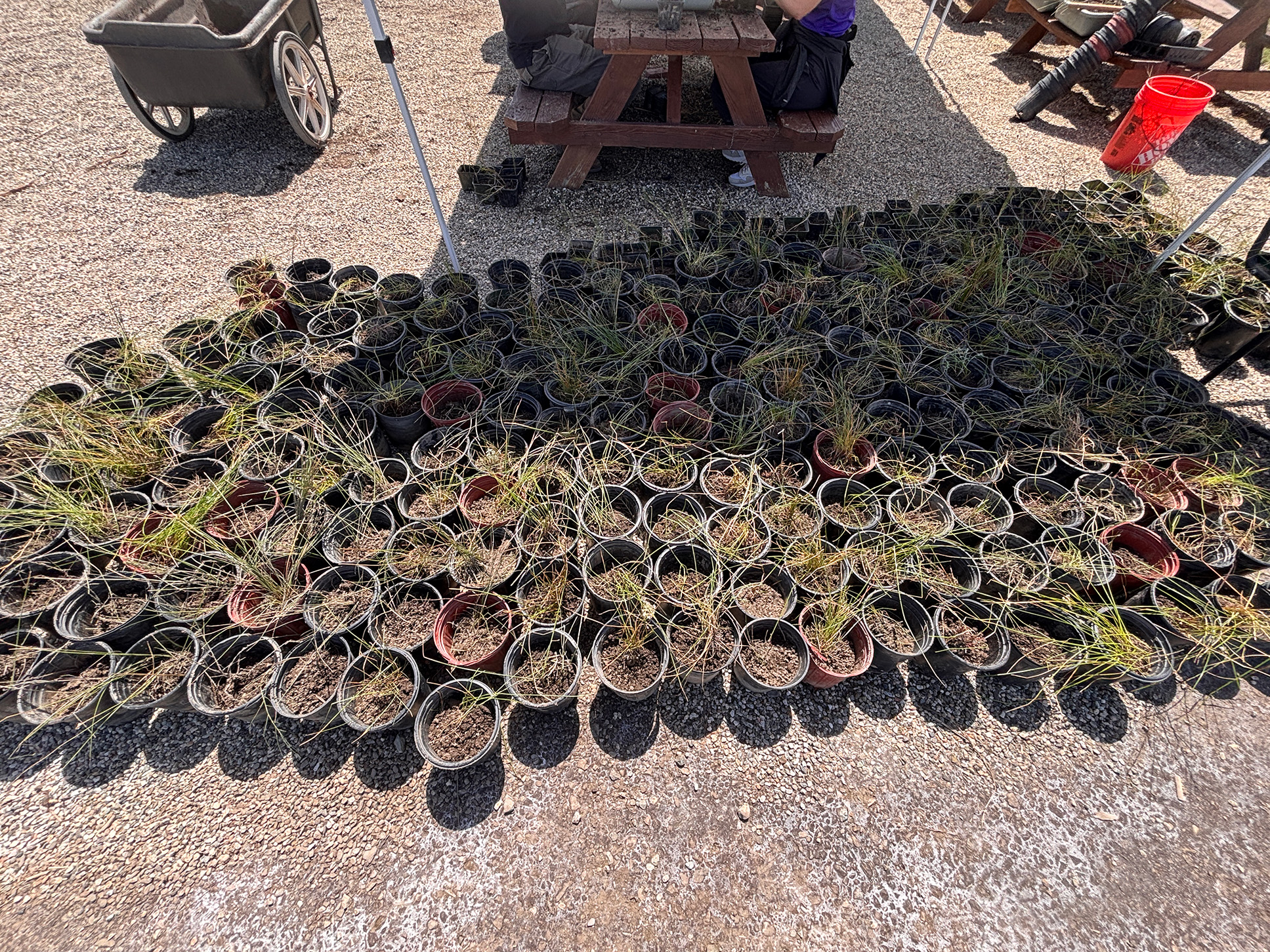 Several potted plants on the ground