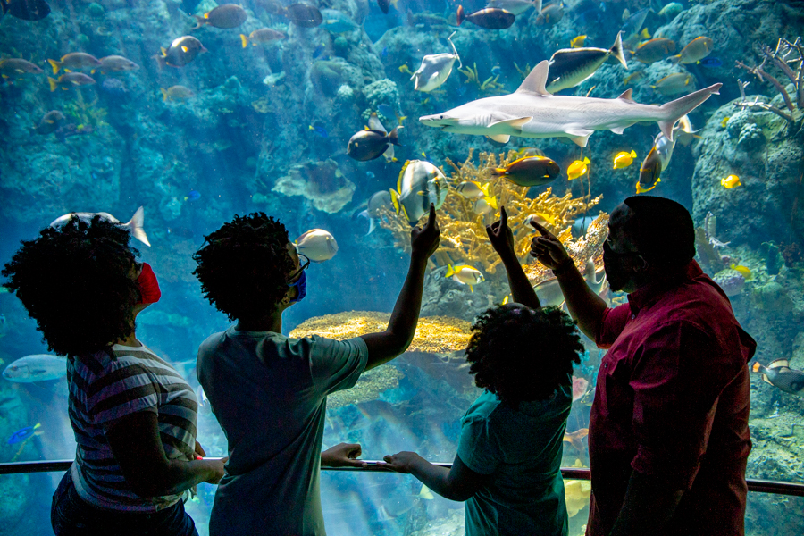 Masked family at Tropical with bonnethead shark