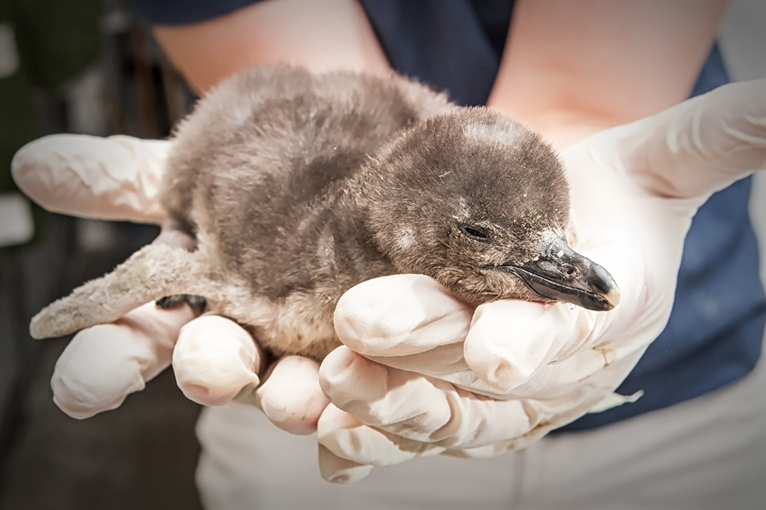 penguin chick hatched at the Aquarium