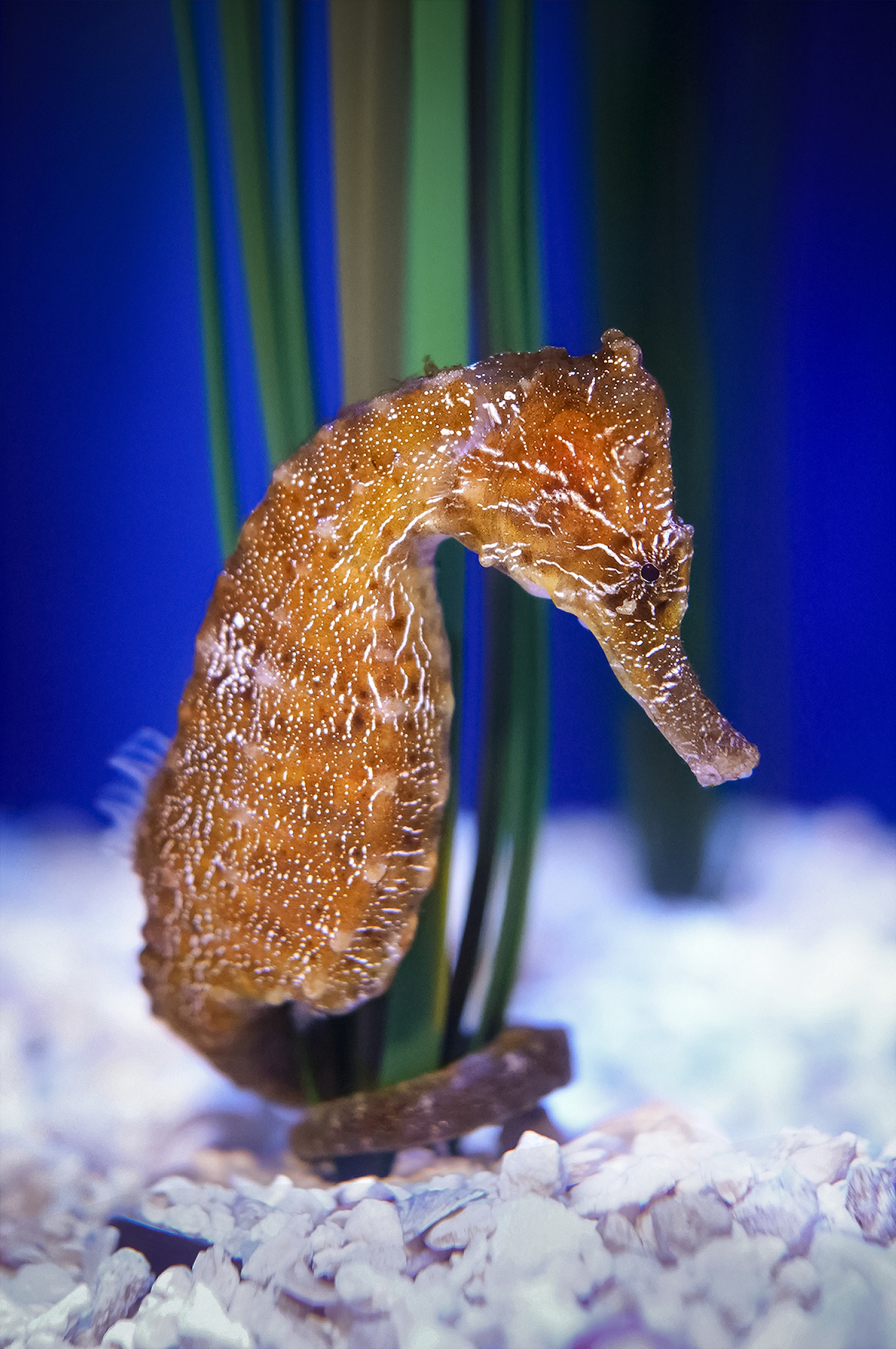 sea horse wrapped around sea grass