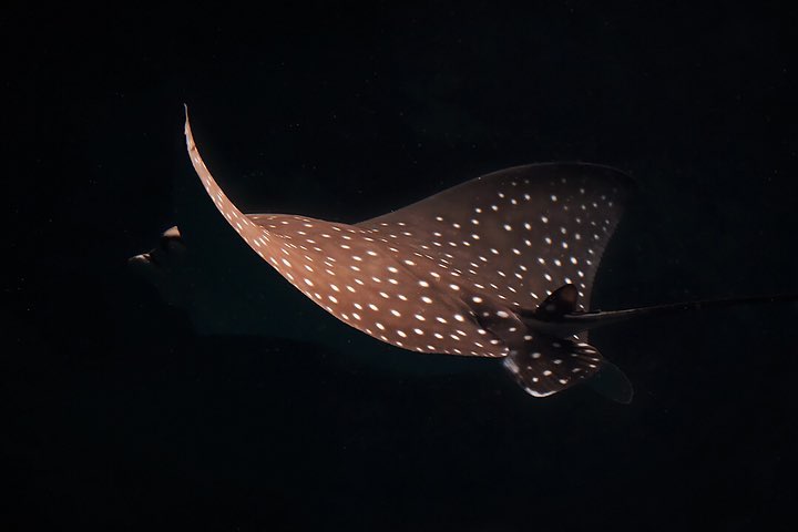 Eagle ray swims against dark background, view of dorsal side with spots