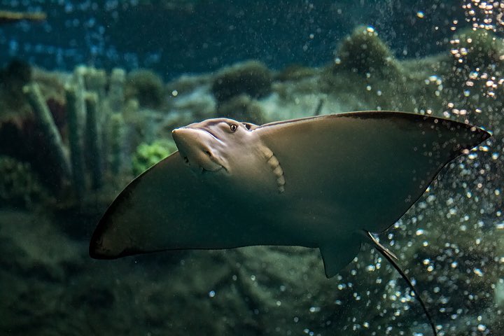 Eagle ray swims in Tropical Reef exhibit with coral in background, view of underside with mouth and eye visible