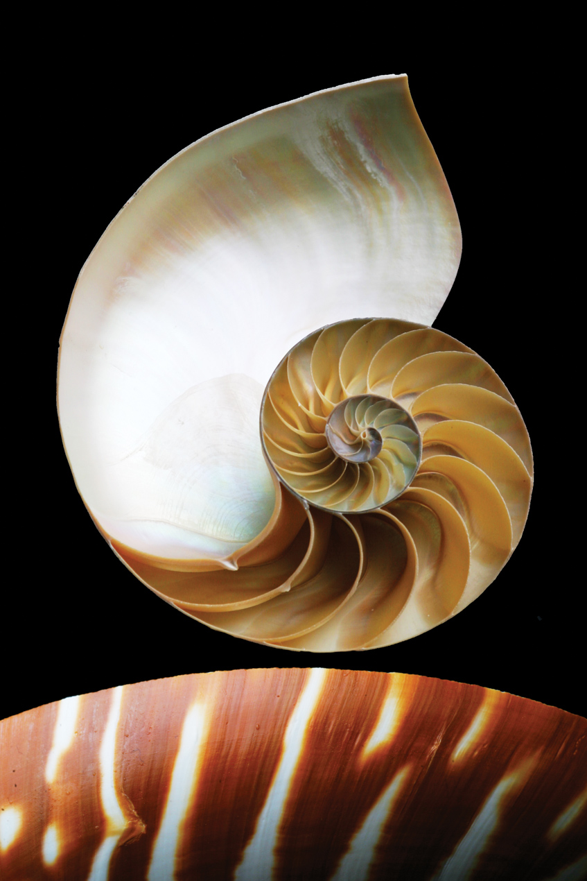nautilus_shell_1270.jpg