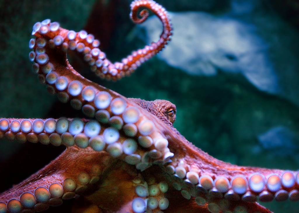 underside of arms showing suction cups on a giant Pacific octopus