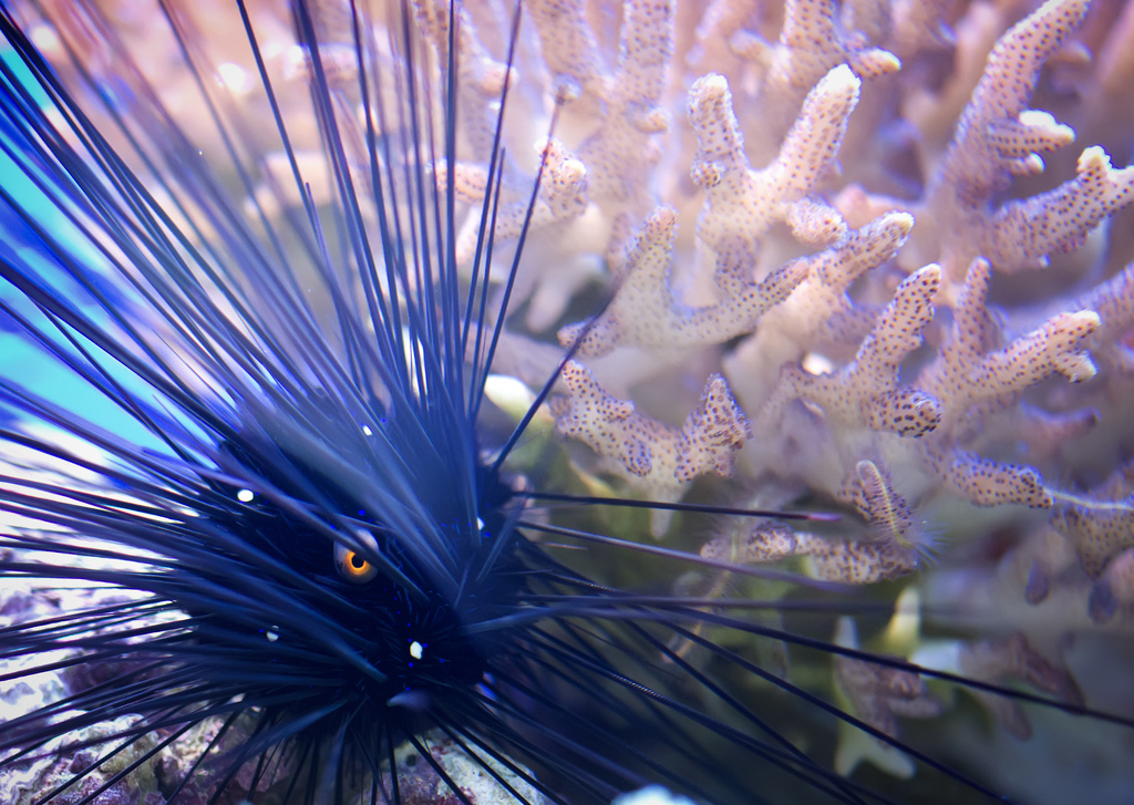 Urchin and coral