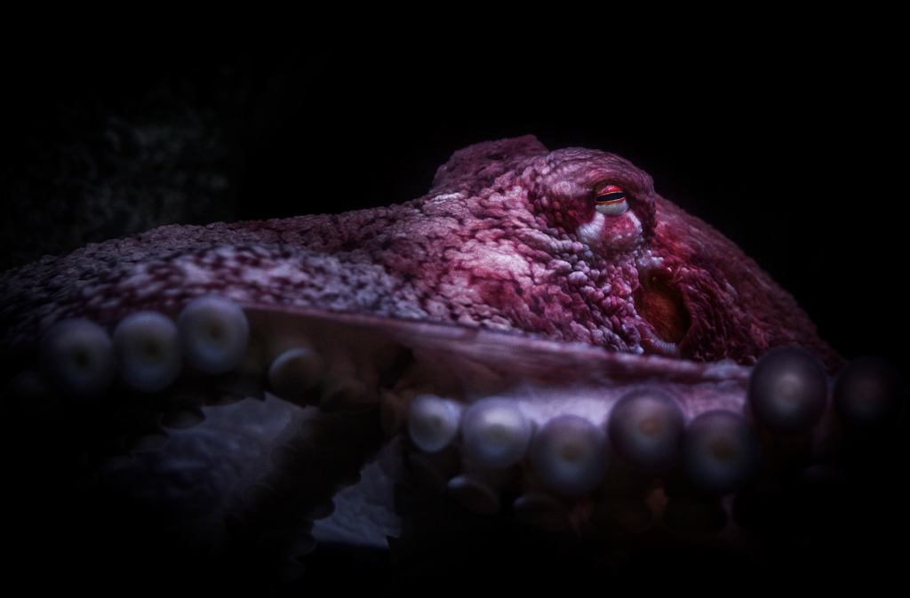 Moody portrait of a giant Pacific octopus
