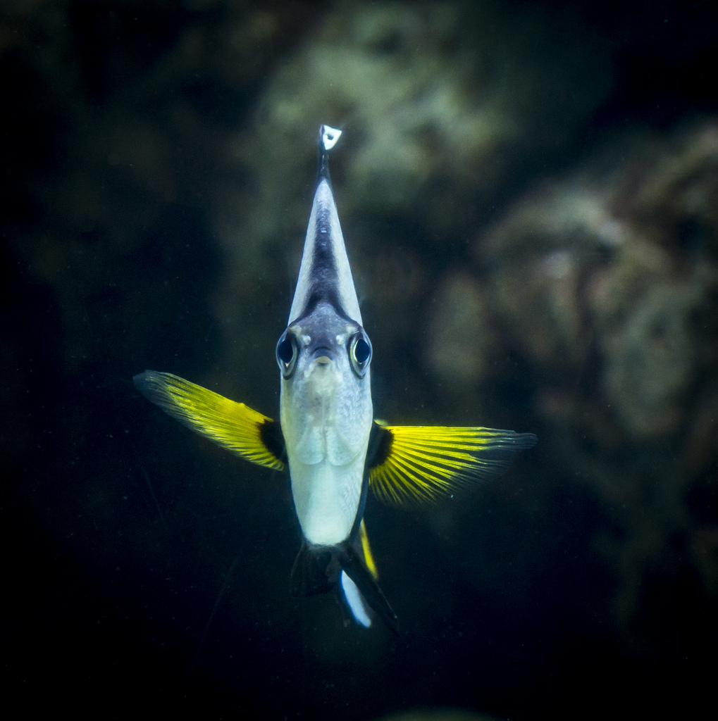 front view of a very narrow fish