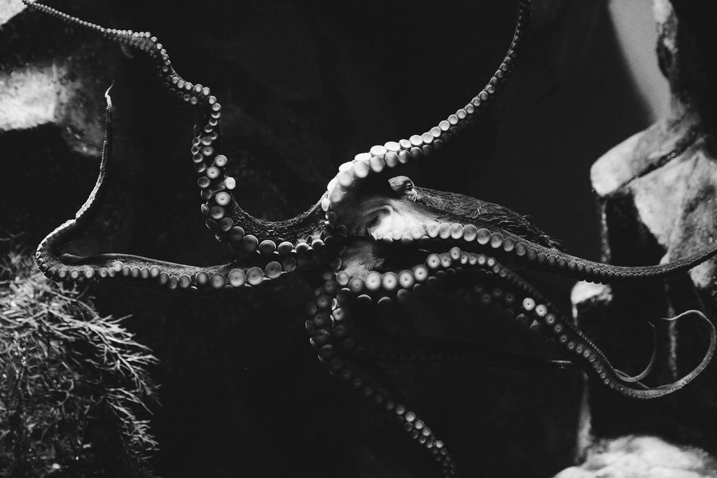 black and white photo of a giant Pacific Octopus with arms extended