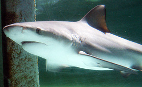 Bull Shark underside