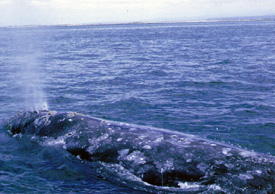 Eastern Pacific Gray Whale