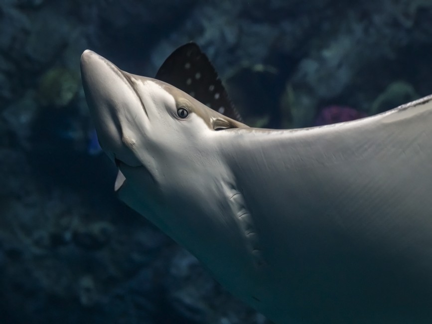 eagle ray